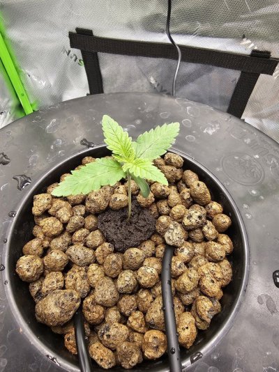Royal Queen Seeds, Apple Fritter