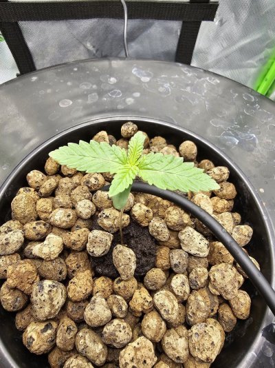 Royal Queen Seeds, Apple Fritter