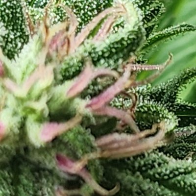 2023 Organic Outdoor cannabis grow journal