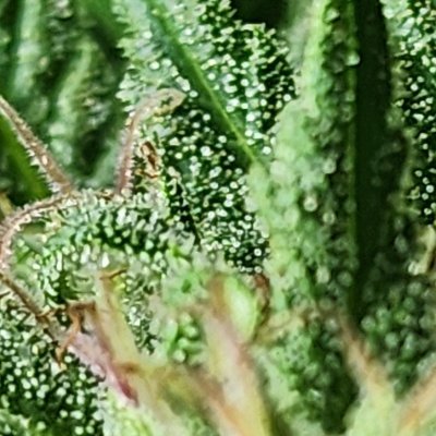 2023 Organic Outdoor cannabis grow journal