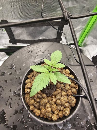 Royal Queen Seeds, Apple Fritter