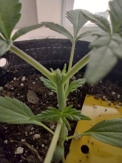 1st time topping,  did I do it correctly