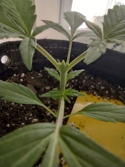 1st time topping,  did I do it correctly