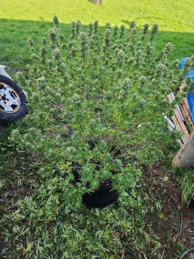 2023 Organic Outdoor cannabis grow journal