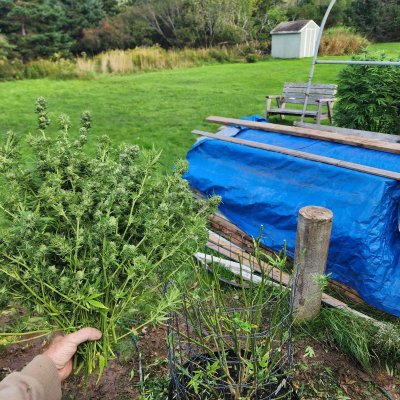2023 Organic Outdoor cannabis grow journal