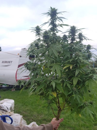 2023 Organic Outdoor cannabis grow journal