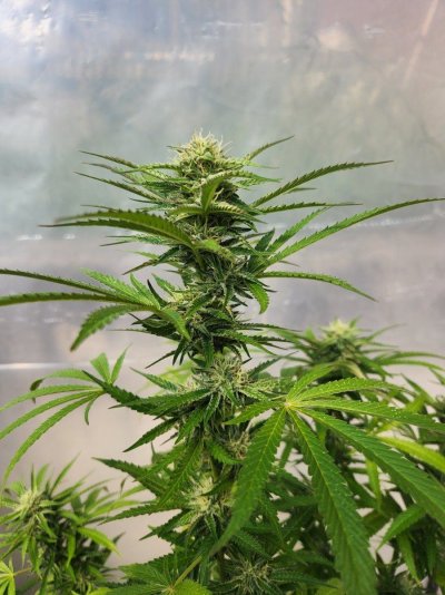 the-age-old-questionwhen-to-harvest-4.jpg