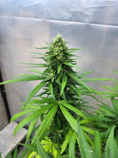 The age old question..When to harvest?