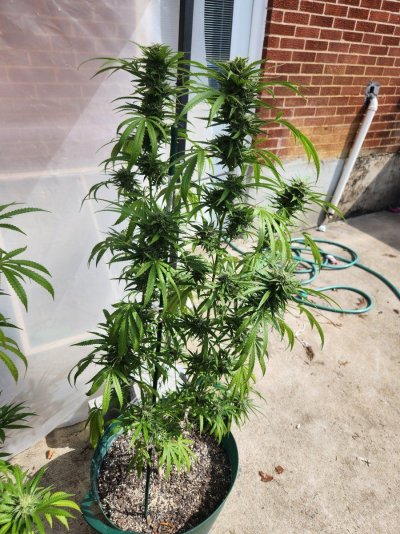 The age old question..When to harvest?