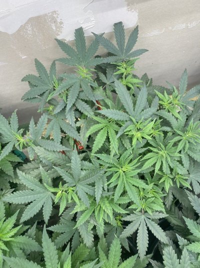 IMG_9089.jpeg