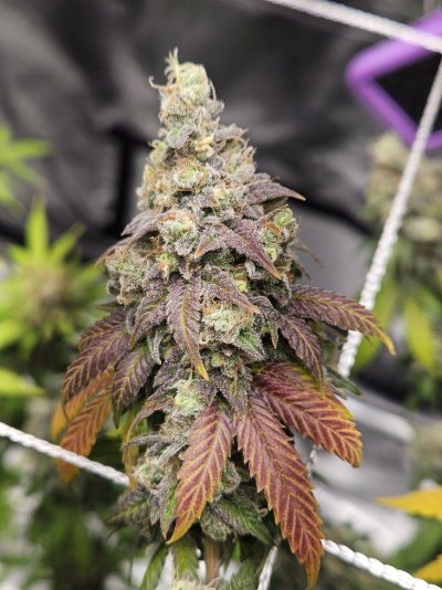 Let's See Your Frostiest Flowers