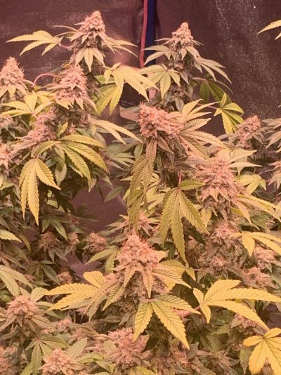 Granddaddy bruce week 8 led light's