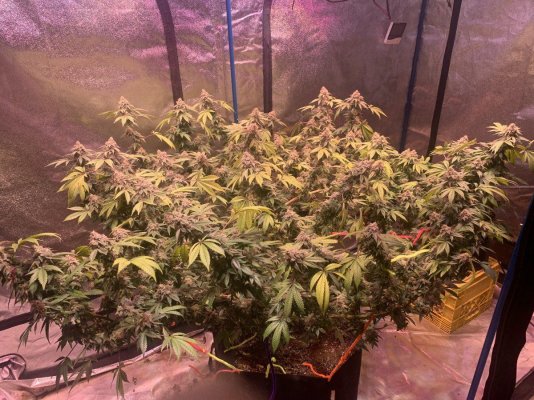 Granddaddy bruce week 8 led light's