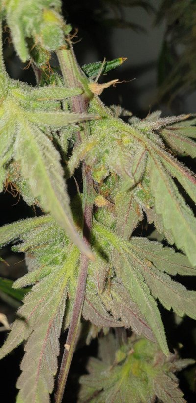 is-this-early-bud-rot-3.jpg