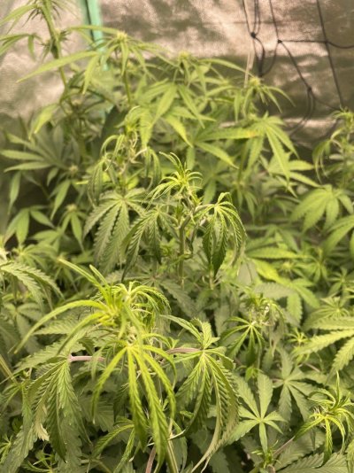 Advice please with first time coir