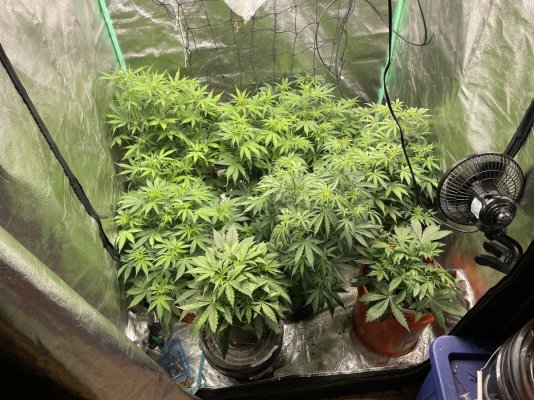 Advice please with first time coir