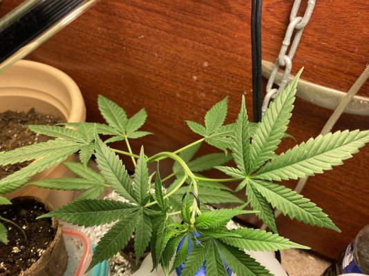 Bag Seed Grow (Possibly GMONana)