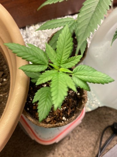 Bag Seed Grow (Possibly GMONana)