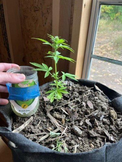 new-grower-7-weeks-old-still-small-plants-see-pictures.jpg