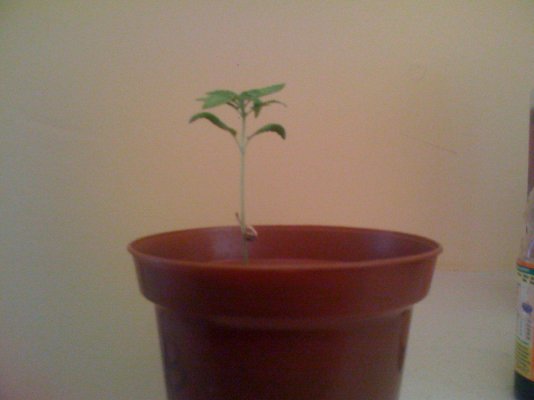 picture-027jpg.jpg