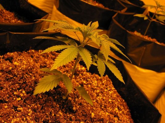 JazZ Berry Jam IX  +  Star Berry Indica