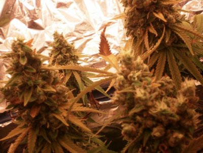 closeup sativa.jpg