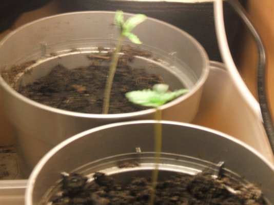 First Grow :)