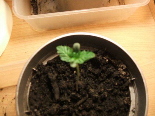 First Grow :)