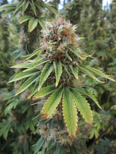 California Cannetics Grow Journal Sonoma Black Dawg