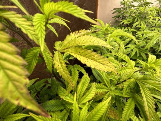 help--i-dont-know-whats-wrong-with-my-plants-2.jpeg