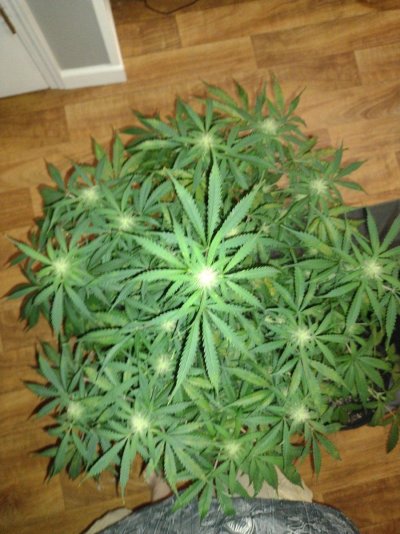 1st time topping,  did I do it correctly
