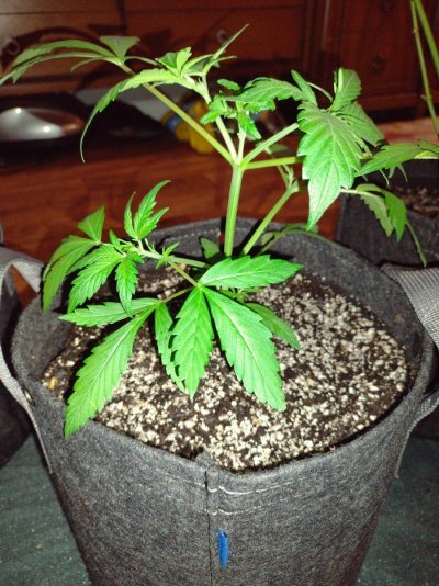1st time topping,  did I do it correctly
