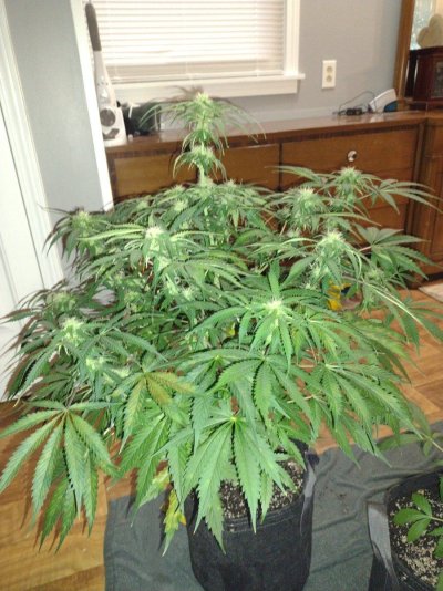 1st time topping,  did I do it correctly