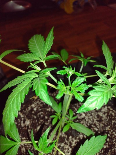 1st time topping,  did I do it correctly