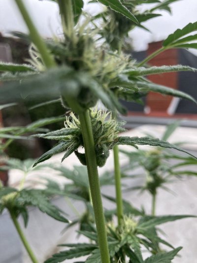 newb-grower-needing-help-with-too-many-questions-and-too-little-time-3.jpeg