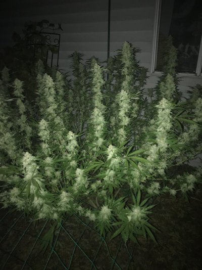 39A3C26C-9A1C-4F50-9BC7-FEC6D1E162FE.jpeg