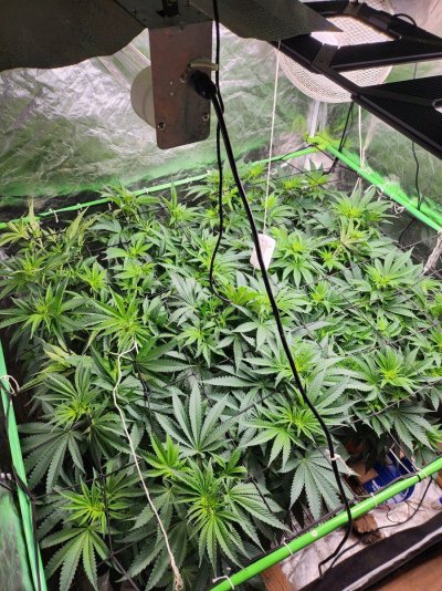 Green gelato mainline grow journal