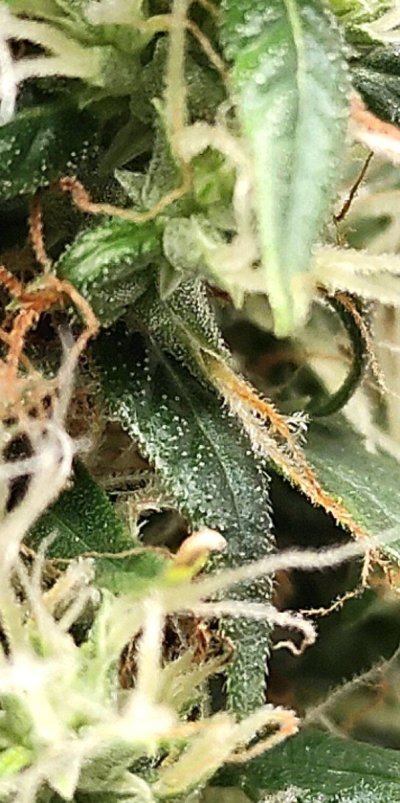 landrace-acapulco-gold-would-another-week-do-it.jpg