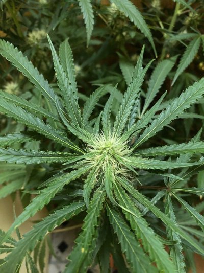Mantanuska Tundra from Sagarmartha seeds