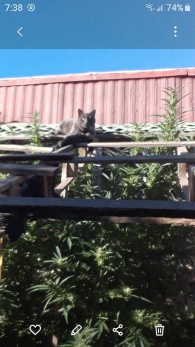 The Security Cat