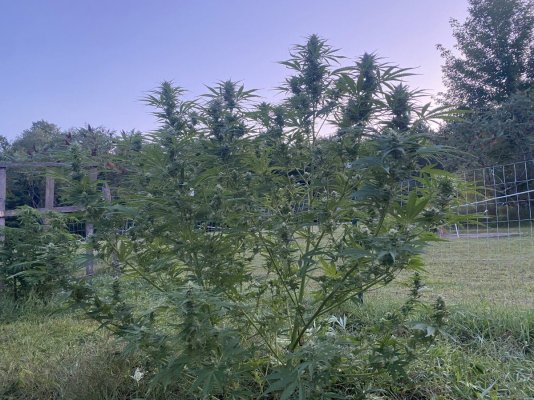 Let's see your 2023 outdoor grow!
