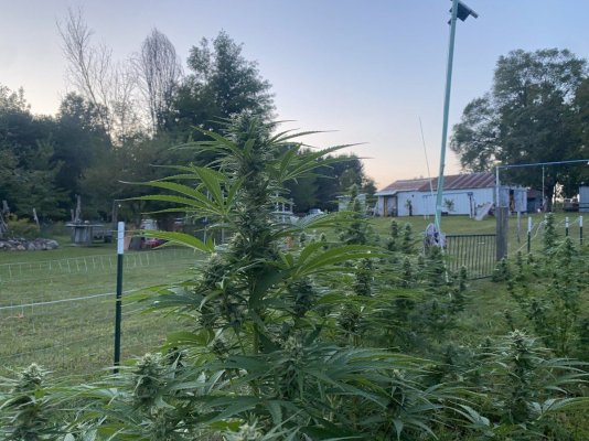 Let's see your 2023 outdoor grow!