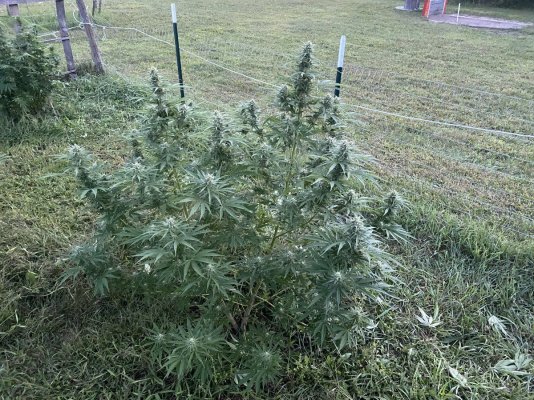 Let's see your 2023 outdoor grow!