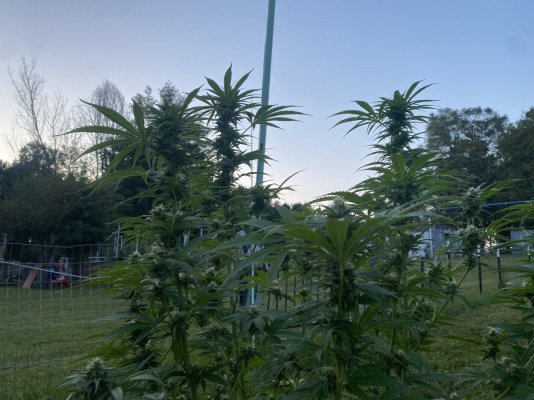Let's see your 2023 outdoor grow!