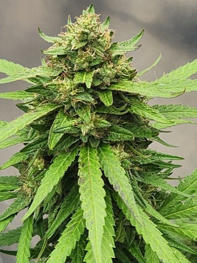 Let's see your 2023 outdoor grow!