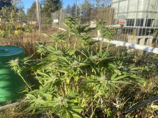 Let's see your 2023 outdoor grow!