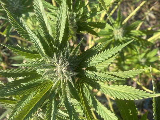 Let's see your 2023 outdoor grow!