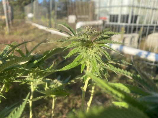 Let's see your 2023 outdoor grow!