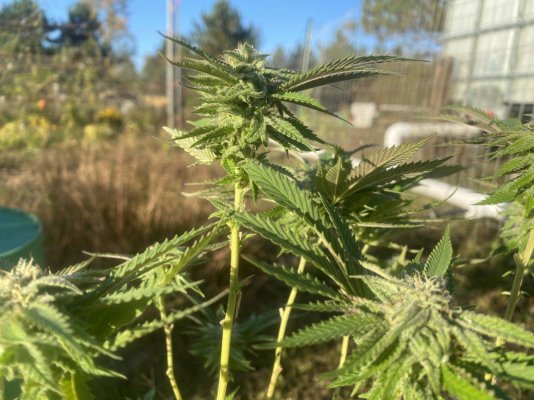 Let's see your 2023 outdoor grow!