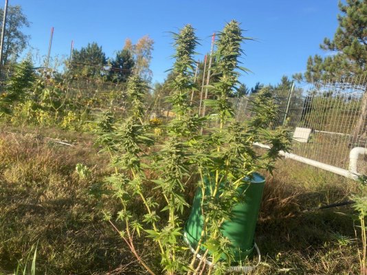Let's see your 2023 outdoor grow!
